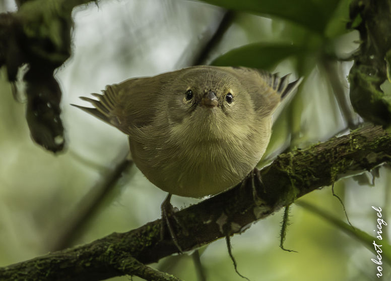galapagos